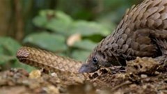 International airlines take message of pangolin conservation to the sky