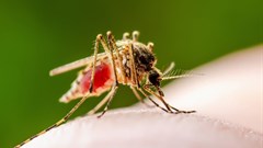 Mosquito eggs can remain viable for years even in dry conditions and hatch after heavy persistent rains. Shutterstock