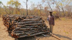 Growing extra trees, shrubs raises smallholders $50/year