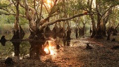 Palm oil: Research shows that new plantations produce double the emissions of mature ones