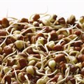 Nigeria has given a new GM cowpea variety the go ahead. Why it matters