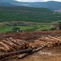 Forestry South Africa launches new corporate website