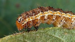 Canadian Biodiversity Information Facility via