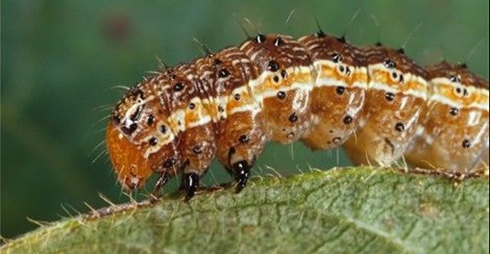 Canadian Biodiversity Information Facility via