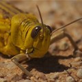 Urgent funding needed to fight desert locust upsurge in Africa