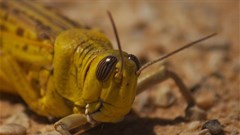 Urgent funding needed to fight desert locust upsurge in Africa
