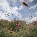 Locust invasions are cyclical: African states shouldn't be caught napping