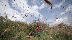 Locust invasions are cyclical: African states shouldn't be caught napping