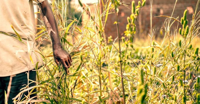 Using technology to plug wastage in Africa's agri value chain