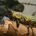 East Africa locust invasion approaching full-blown crisis