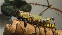 East Africa locust invasion approaching full-blown crisis