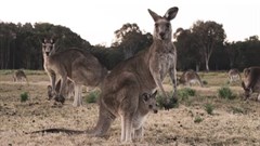 Kangaroo skins are exported for use in football boots, motorcycle suits, fashion footwear and haute couture. , CC BY