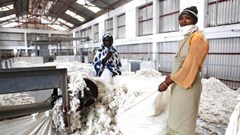 Adidas and Ikea lead 2020 sustainable cotton ranking