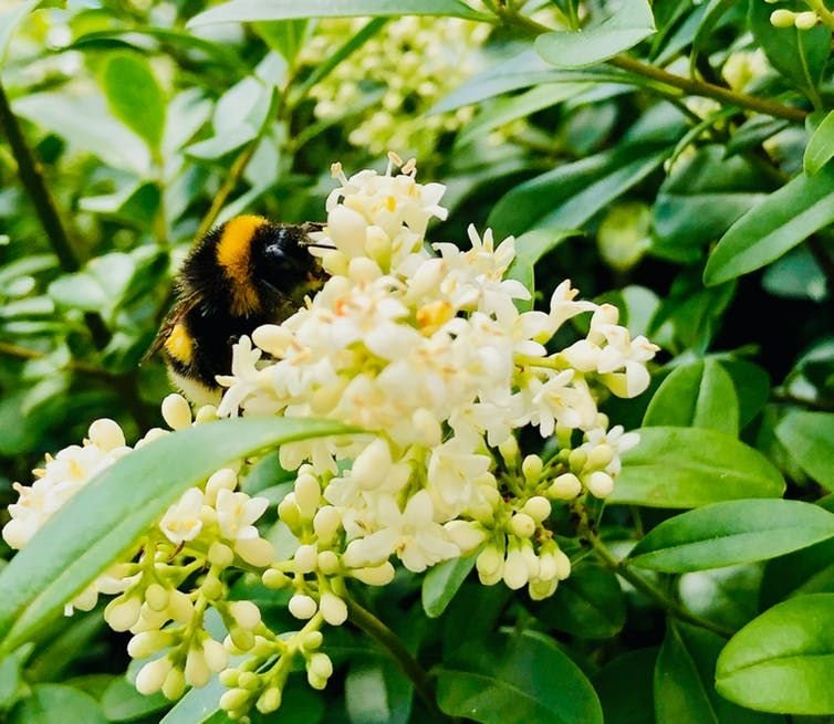 Bumblebees in crisis: Insect's inner lives reveal what the world would lose if they disappear