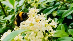 Bumblebees in crisis: Insect's inner lives reveal what the world would lose if they disappear