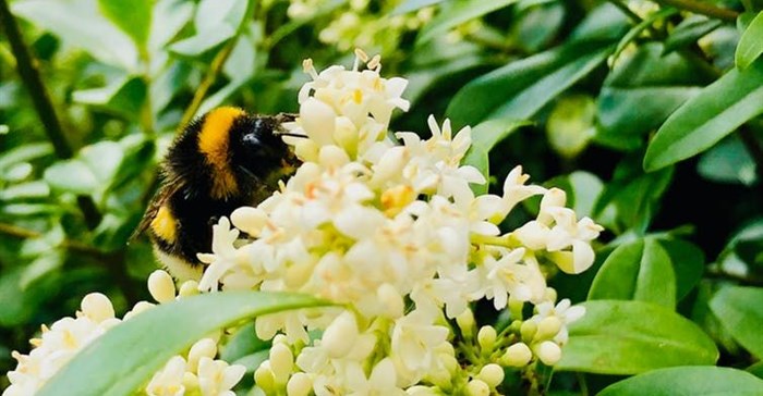 Bumblebees in crisis: Insect's inner lives reveal what the world would lose if they disappear