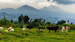 The links between people, animals and the environment call for a new approach to health. Shutterstock