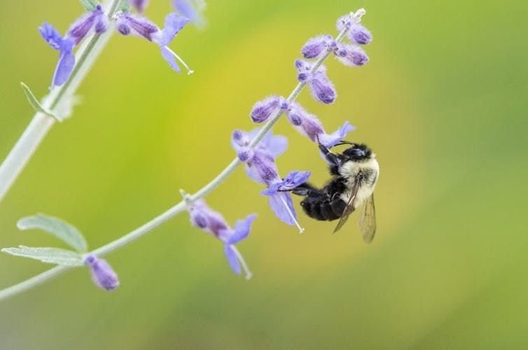Native bumble bees perform ‘buzz pollination,’ shaking flowers to release protein-rich pollen. A. Westreich,