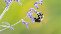 'Bee-washing' hurts bees and misleads consumers