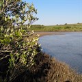 How South Africa's mangrove forests store carbon and why it matters