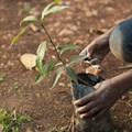 Ethiopia's Green Legacy Initiative shortlisted for climate change award