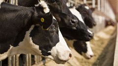 Tracking systems can help farmers combat the outbreak of FMD