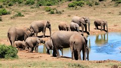 African Symposium's Wildlife Conservation in Africa forum to launch this month