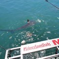Shark cage diving: Science and sustainable tourism in Gansbaai
