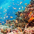 Why marine protected areas are often not where they should be