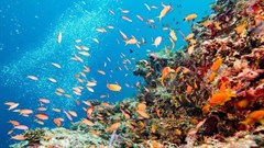 Why marine protected areas are often not where they should be
