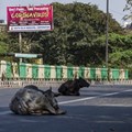 Stray cows rest on a New Delhi street during a one-day civil curfew to combat coronavirus. Cattle may have been central to a coronavirus outbreak in 1890. Yawar Nazir/Getty Images