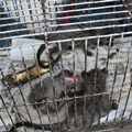 Coronavirus: Recognising illegal wildlife trade as a public health issue