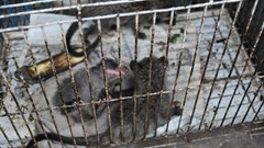 Coronavirus: Recognising illegal wildlife trade as a public health issue