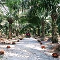 RSPO via