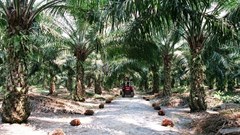 RSPO via