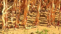Climate change a risk to agricultural production