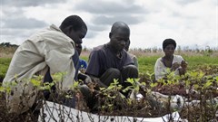 African farmers lose export market access amidst Covid-19 crisis