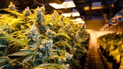 Navigating through the cloud of cannabis legislation in South Africa