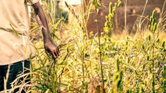 #Covid19: Global food crises report reveals impact on vulnerable countries