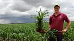 Conservation agriculture can boost maize yields