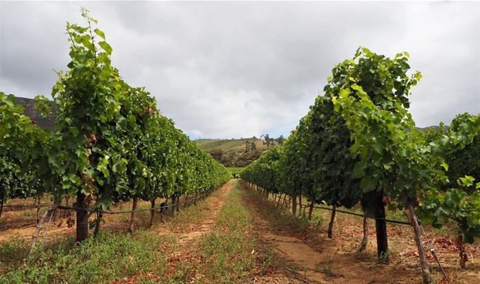 A Covid conversation with Jean Naudé, CEO of Groot Constantia