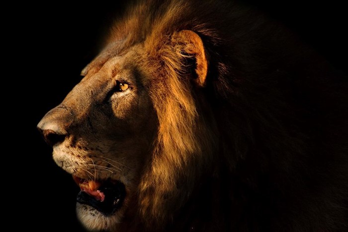 Local award winning documentary wins at WTM Africa 2020