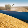 South Africa can expect bigger summer grains and oilseeds crop
