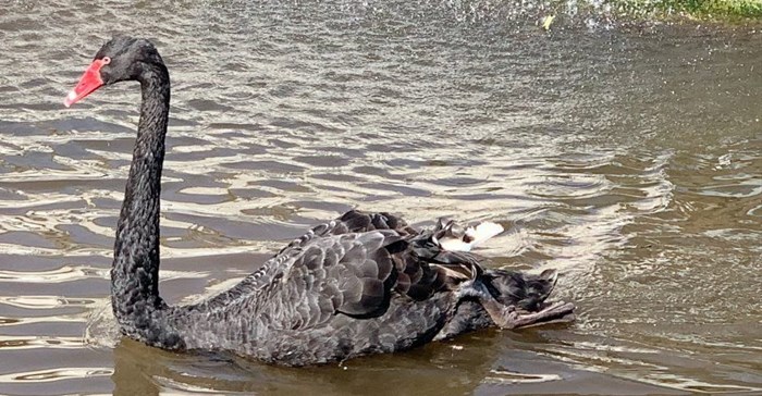 Financial services sector prepped to tackle Covid-19 black swan