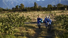 Study shows land redistribution can create new jobs in agriculture in South Africa