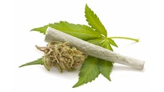 Changes to the scheduling of cannabis, THC and CBD explained