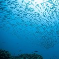 How a global ocean treaty could protect biodiversity in the high seas