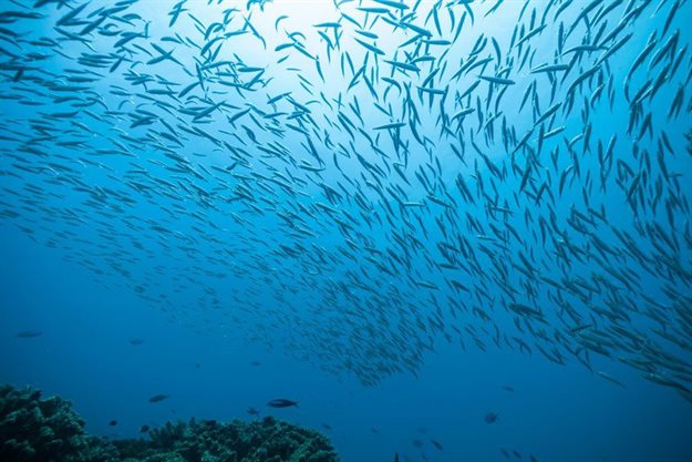 How a global ocean treaty could protect biodiversity in the high seas