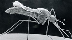 Anopheles Stephensi, Sem. Photo By BSIP/Universal Images Group via Getty Images