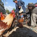 New body to drive transformation in the poultry industry